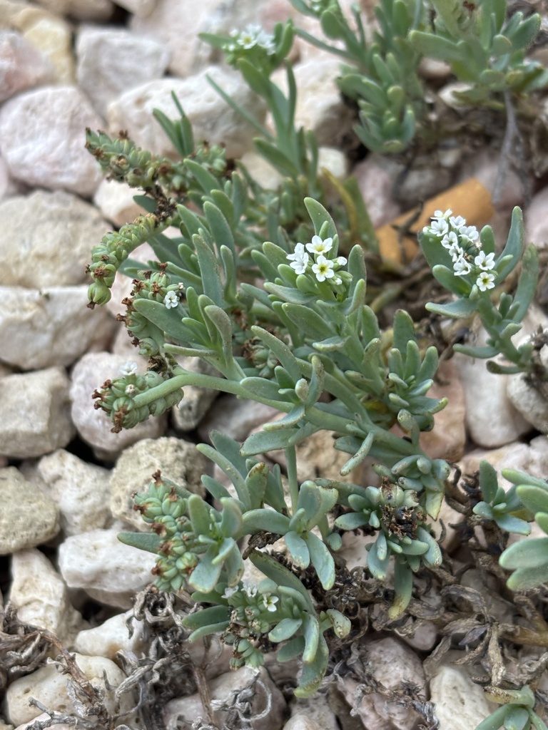 Witte bloemen aan een krullende bloeiwijze in Washington Slagbaai, Bonaire.