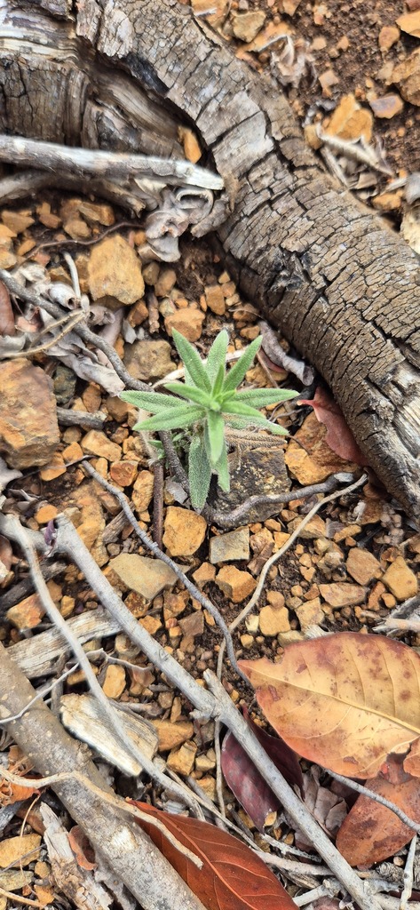 Euploca fruticosa — Euploca fruticosa