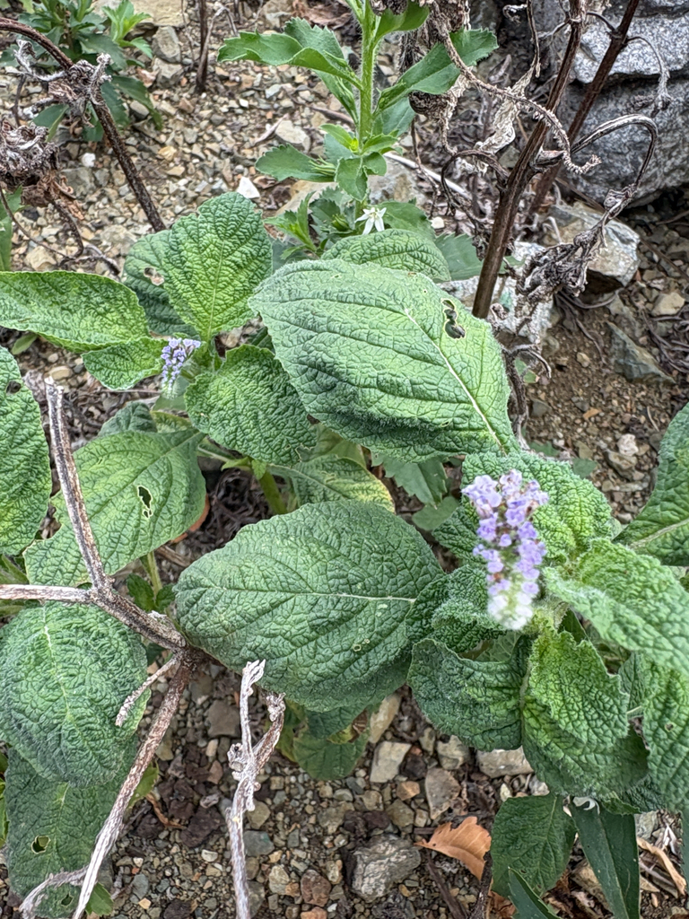 Kokólode — Heliotropium indicum