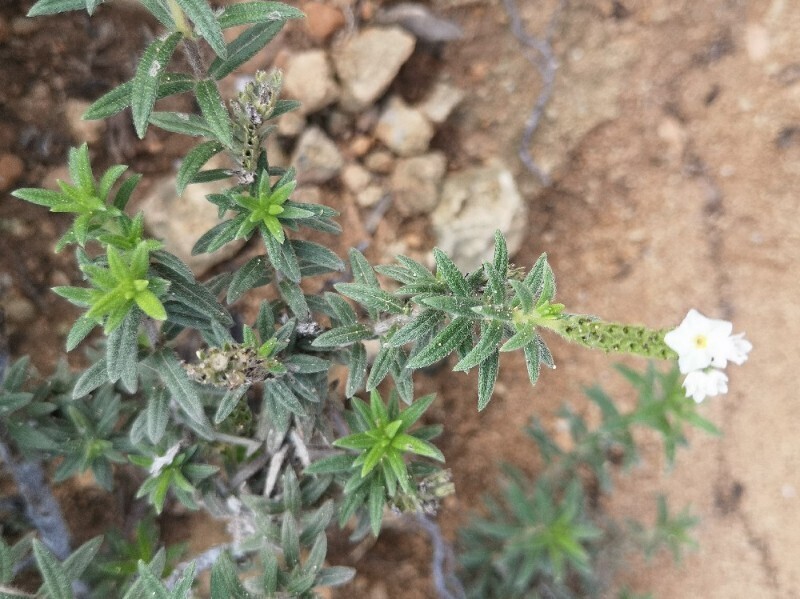 Euploca humilis — Euploca humilis