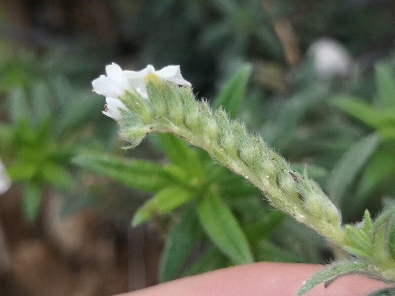 Witte bloem met geel oog en dichtbehaarde kelken, Bonaire.