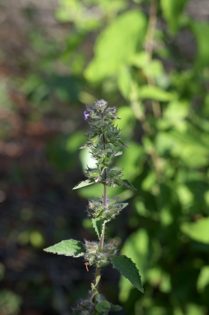 Mesosphaerum suaveolens — Mesosphaerum suaveolens