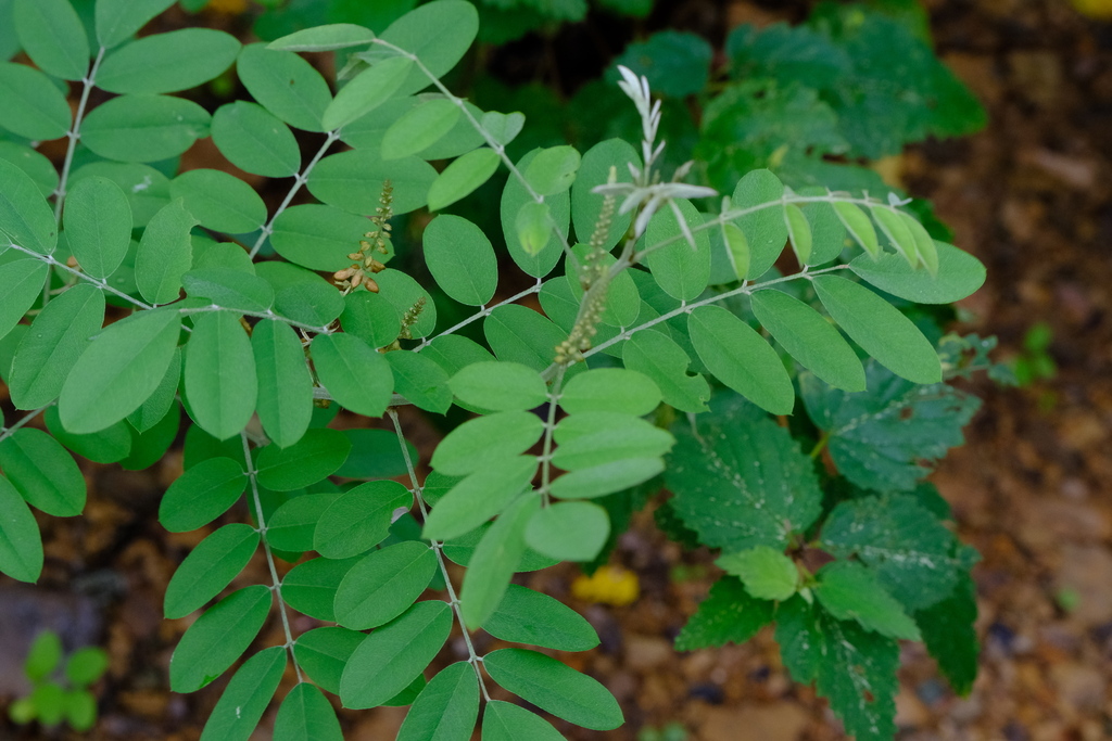 Indigo shimaron — Indigofera suffruticosa