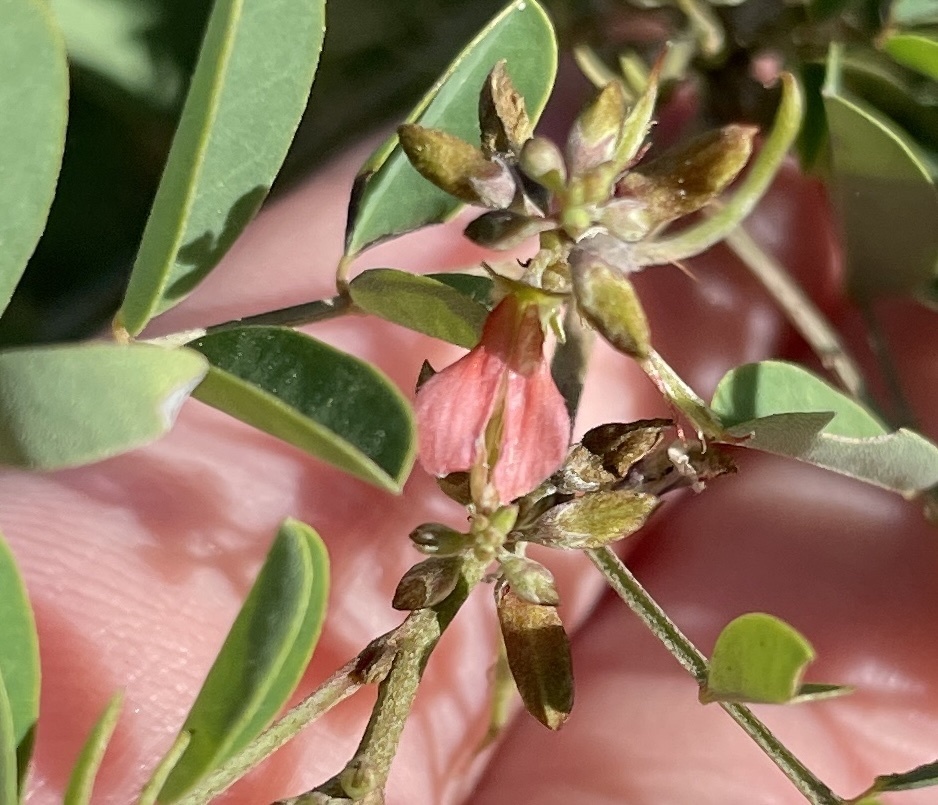 Jonge gekromde peulen en een zalmroze bloem van Indigofera suffruticosa, Bonaire.