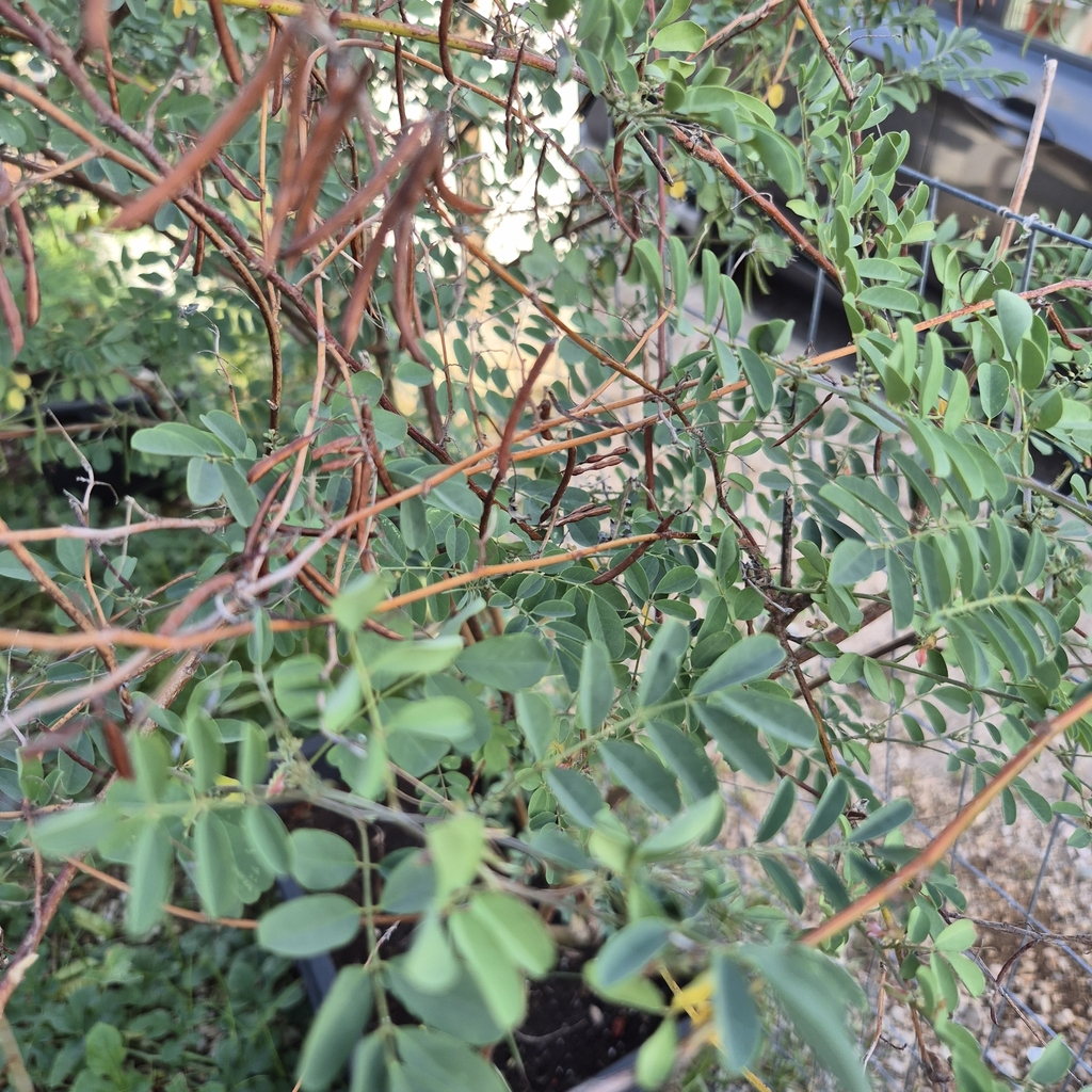 Uitgegroeide lange bruine peulen van Indigofera tinctoria, Curaçao.