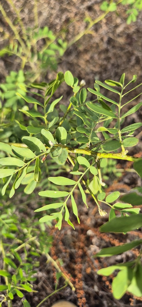 Inigo — Indigofera tinctoria