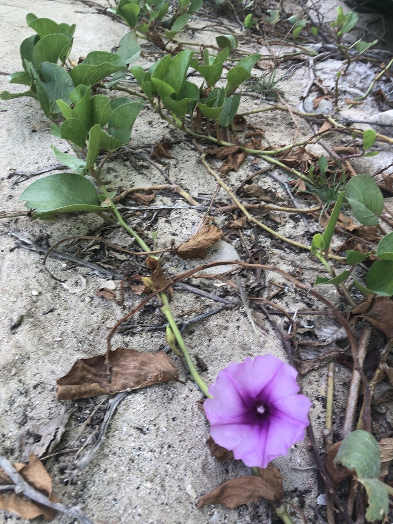 Batata di lama — Ipomoea pes-caprae