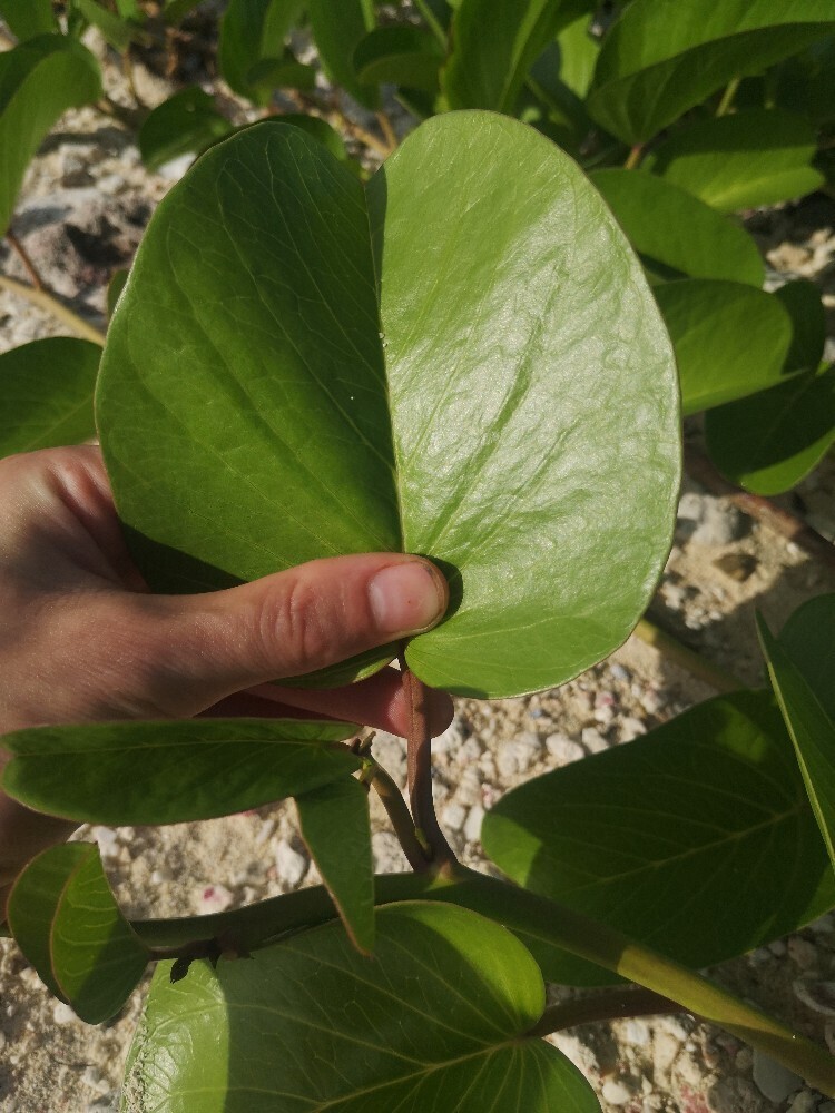 Stevig blad met een ingesneden top, Kralendijk, Bonaire.
