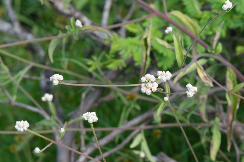 Witte bloemhoofdjes en smalle tegenoverstaande bladeren, Bonaire.
