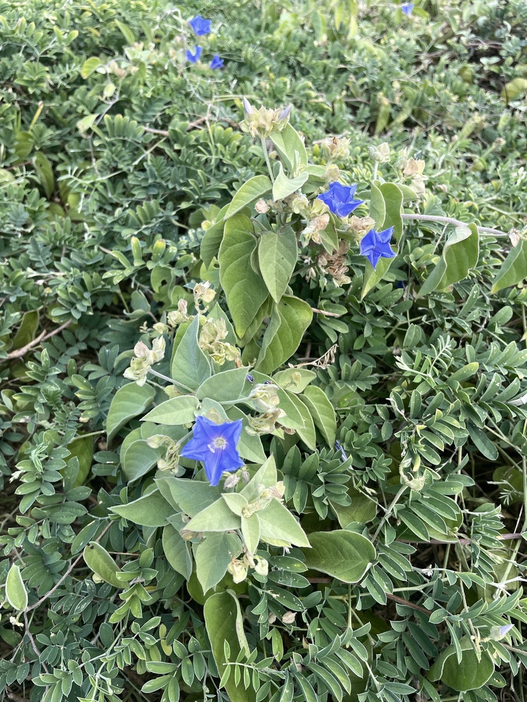 Yerba di pataka — Jacquemontia cumanensis