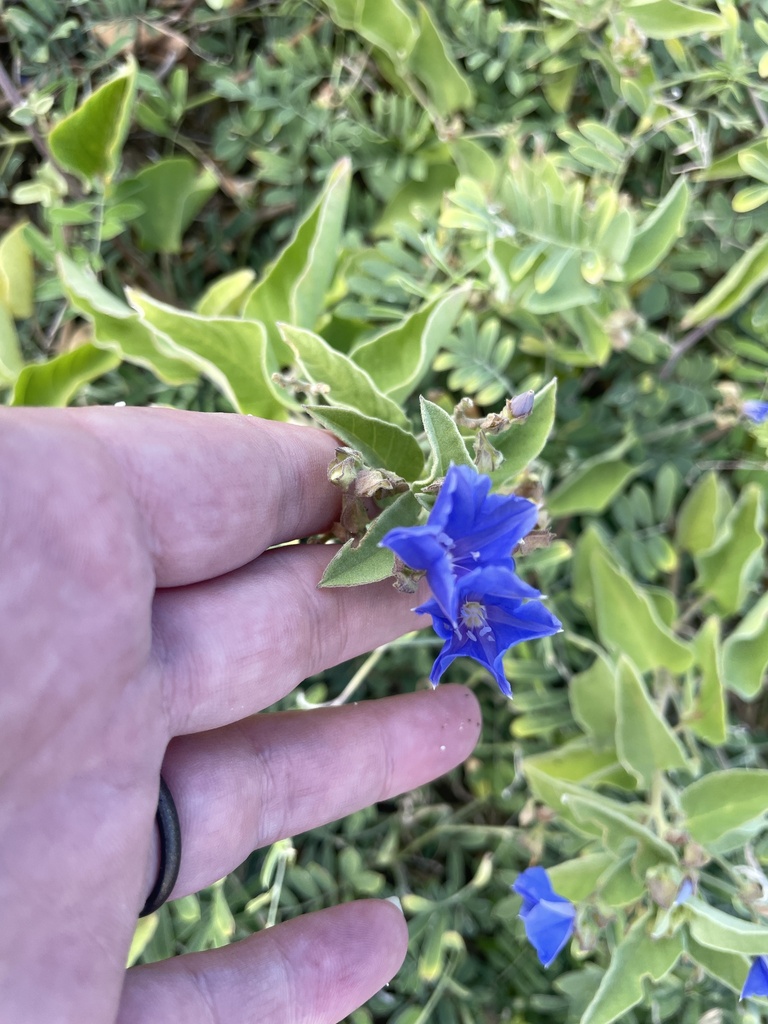 Blauwe bloem en behaarde kelkbladen van Jacquemontia cumanensis, Bonaire.