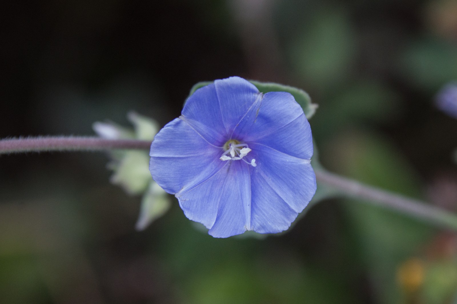 Een blauwe trechterbloem van dichtbij op Curaçao.