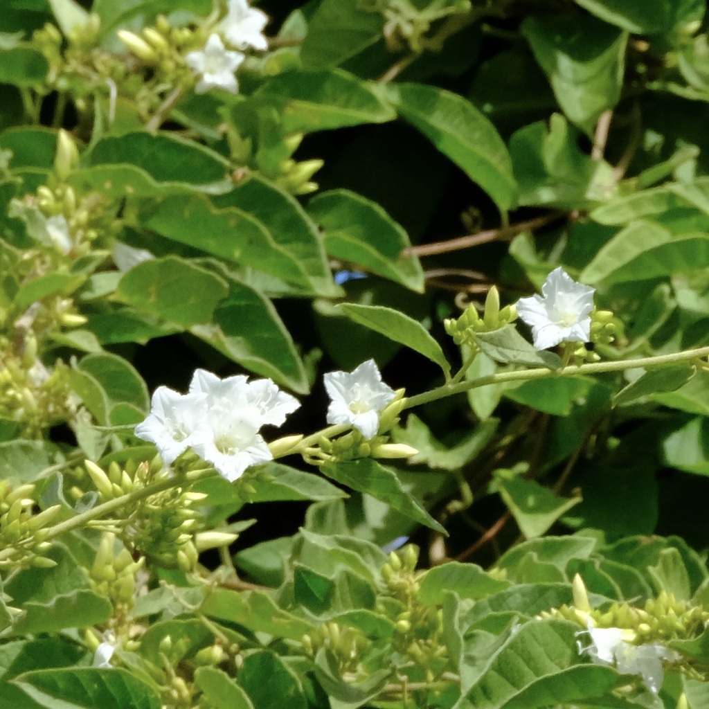 Kleine witte bloemen en bladeren op Bonaire.