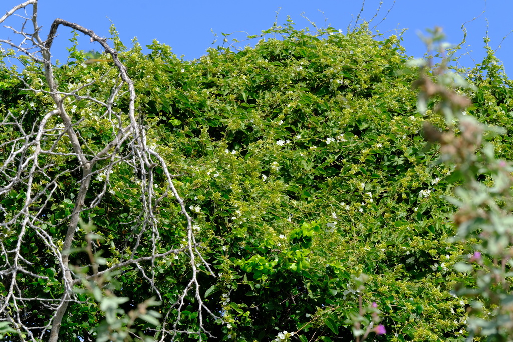 Jacquemontia nodiflora — Jacquemontia nodiflora