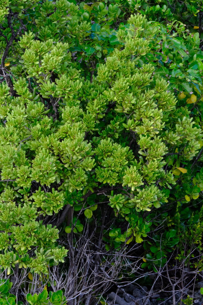 Mata di piska — Jacquinia arborea