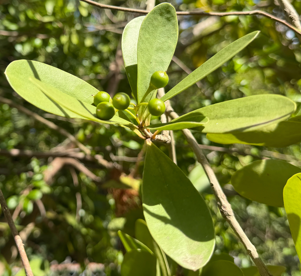 Onrijpe groene bessen tussen de leerachtige bladeren, George Town, Kaaimaneilanden.