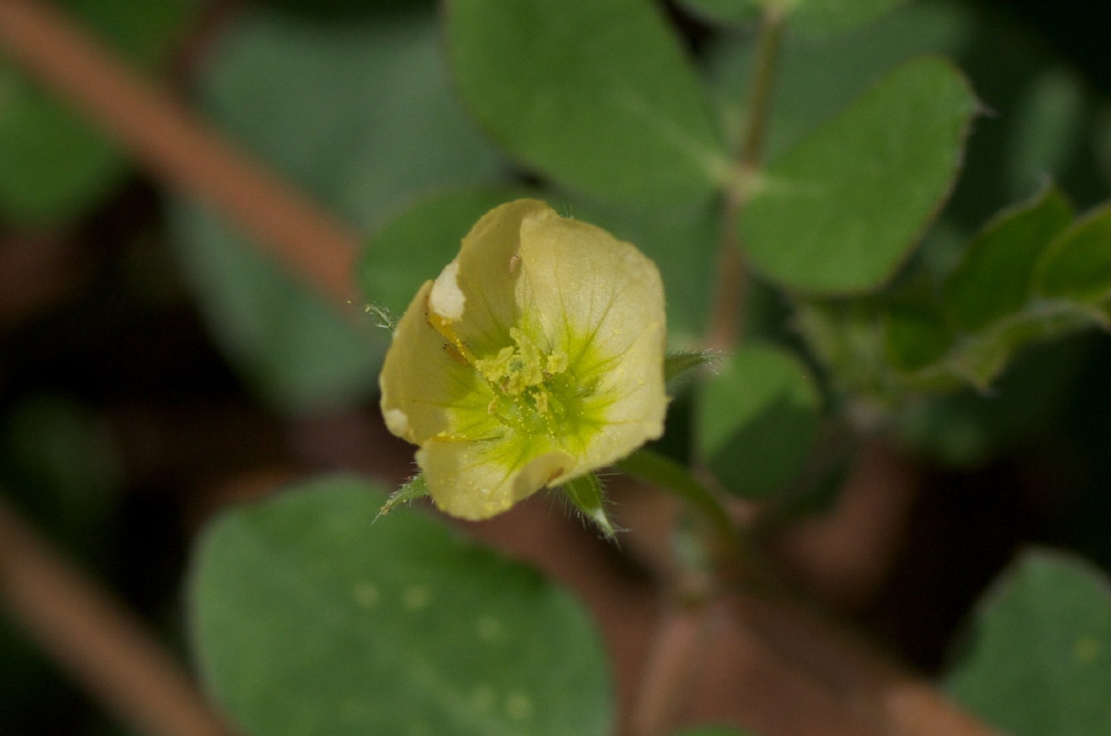 Een kleine gele bloem op Curaçao.