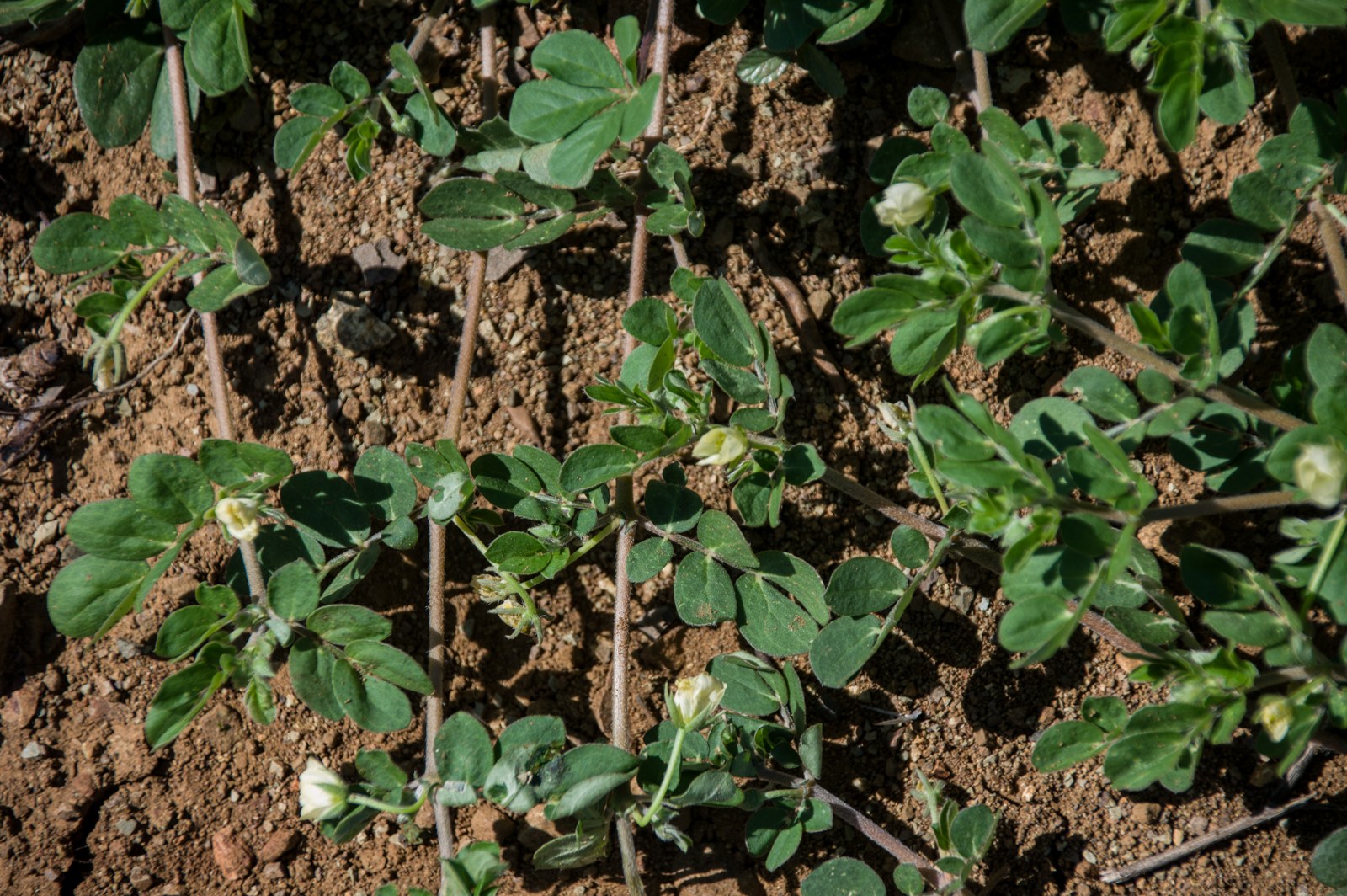 Wanglo bobo — Kallstroemia pubescens