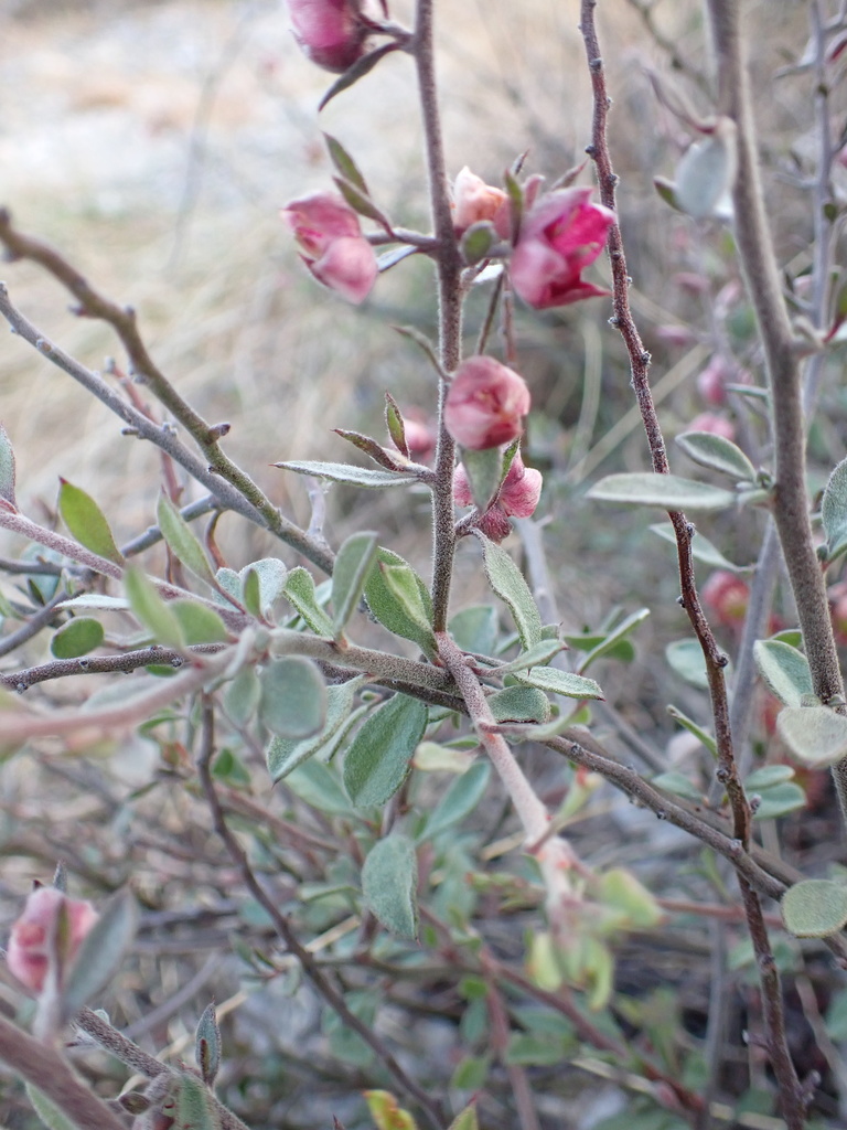 Ratania — Krameria ixine