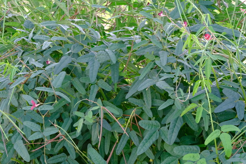 Macroptilium lathyroides — Macroptilium lathyroides