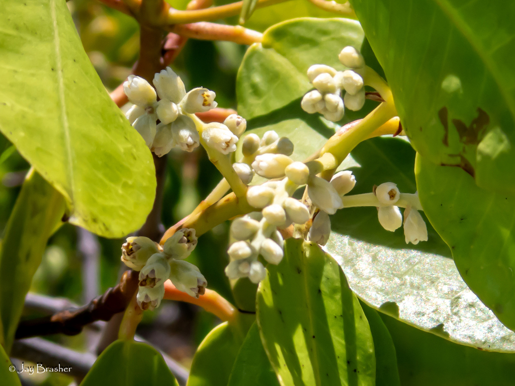 Bloemen en tegenoverstaande bladeren van witte mangrove op Bonaire.
