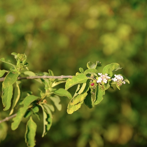 Beishi ros — Lantana involucrata