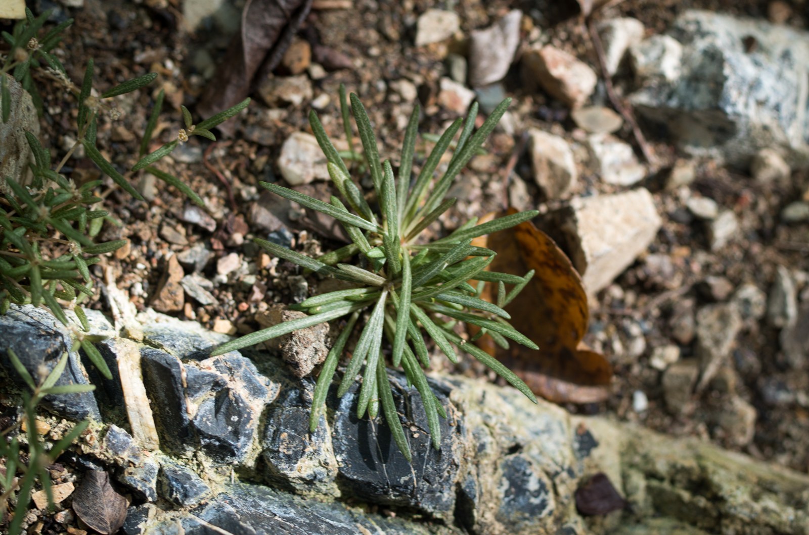 Yerba di kusinchi — Gomphrena muscoides