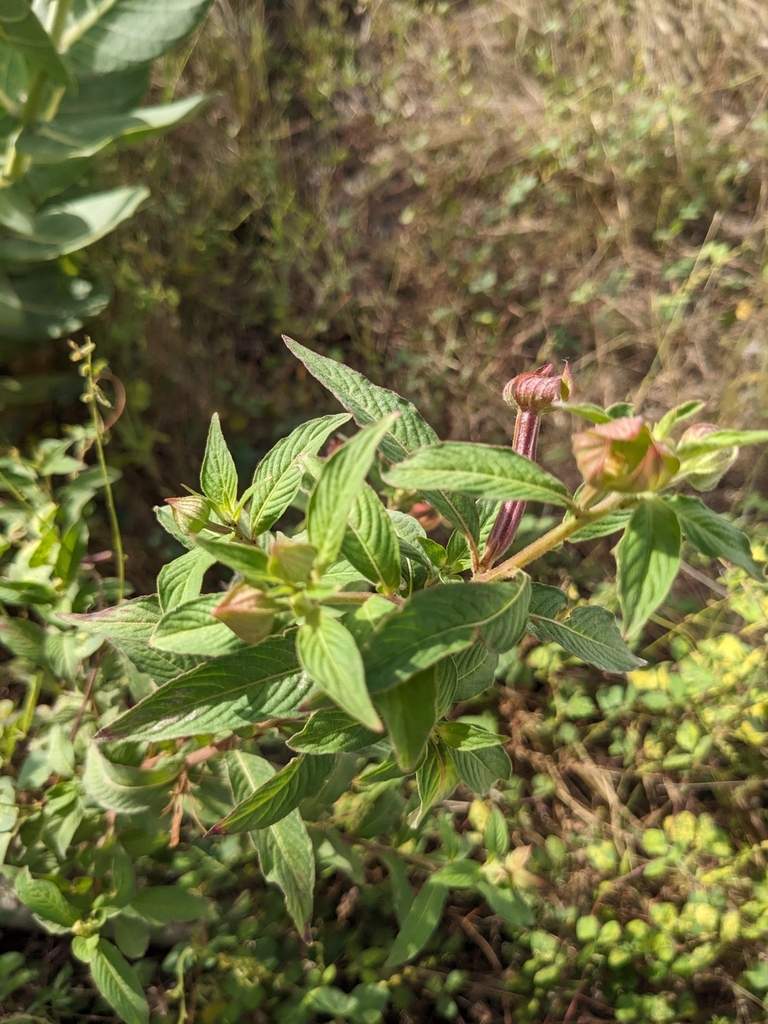 Chananá — Ludwigia erecta