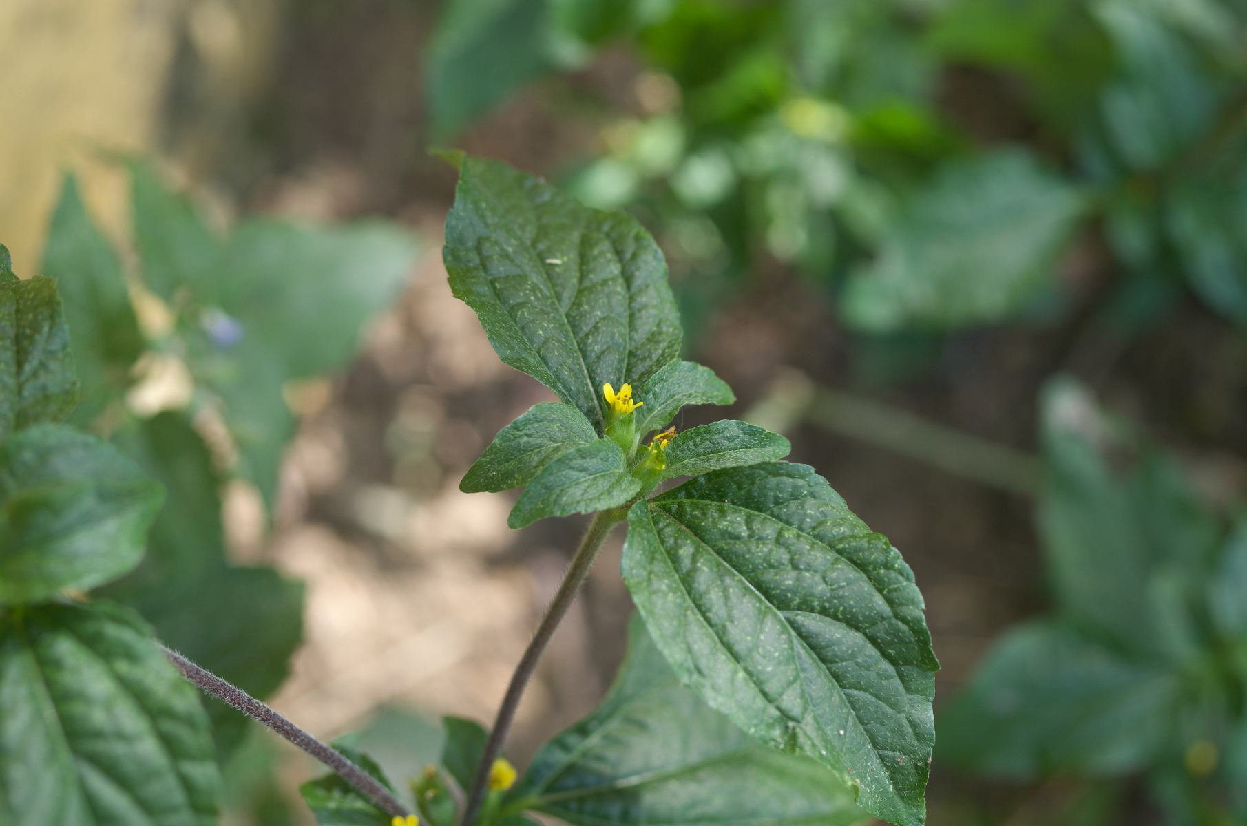 Baltimora geminata — Baltimora geminata