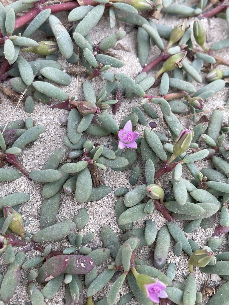 Roze bloemen tussen de vlezige bladeren.