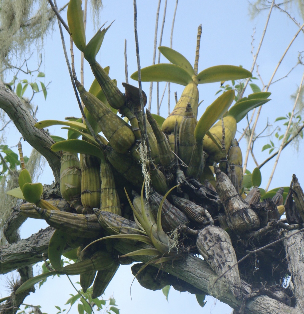 Banana shimaron — Myrmecophila humboldtii
