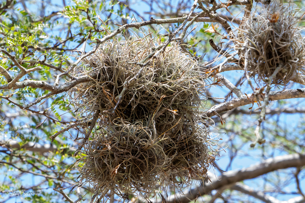 Barba di palu — Tillandsia recurvata
