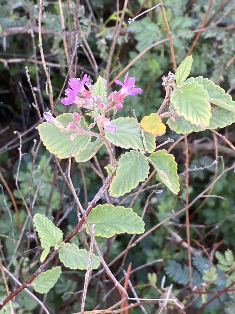 Basora kòrá — Melochia tomentosa