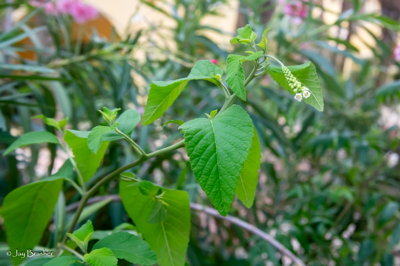 Karishuri / Basora pretu — Varronia curassavica