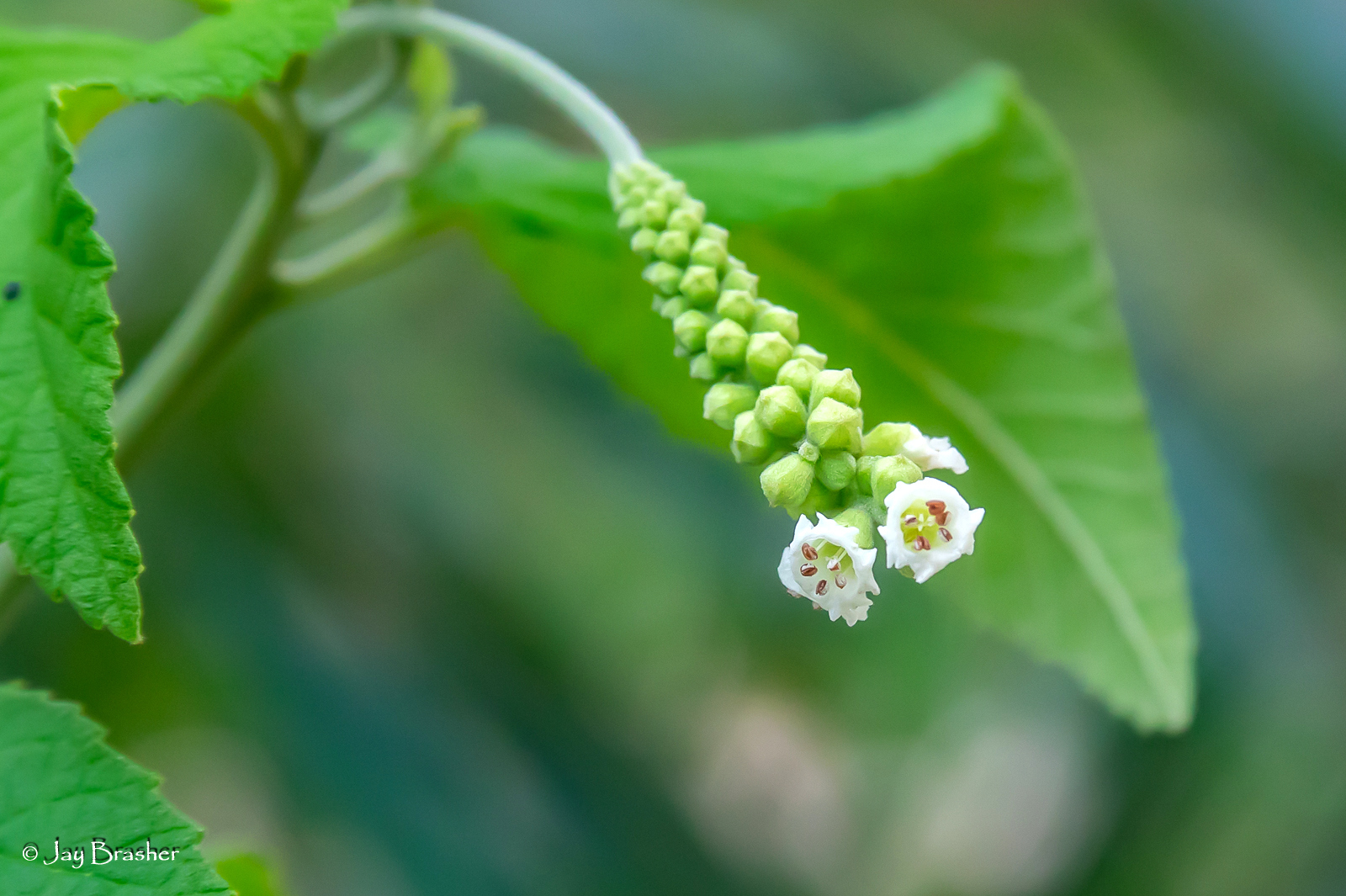 Kleine witte bloemen aan een groene aar.