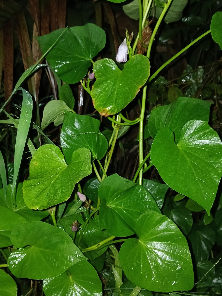 Batata dushi — Ipomoea batatas