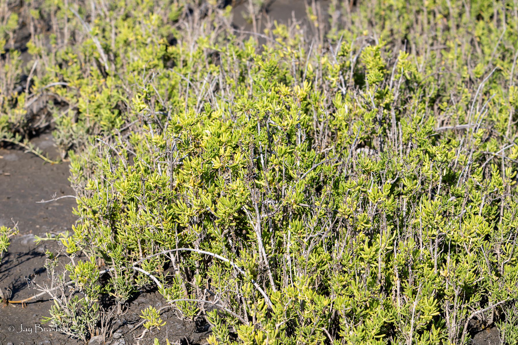 Banana di ref — Batis maritima