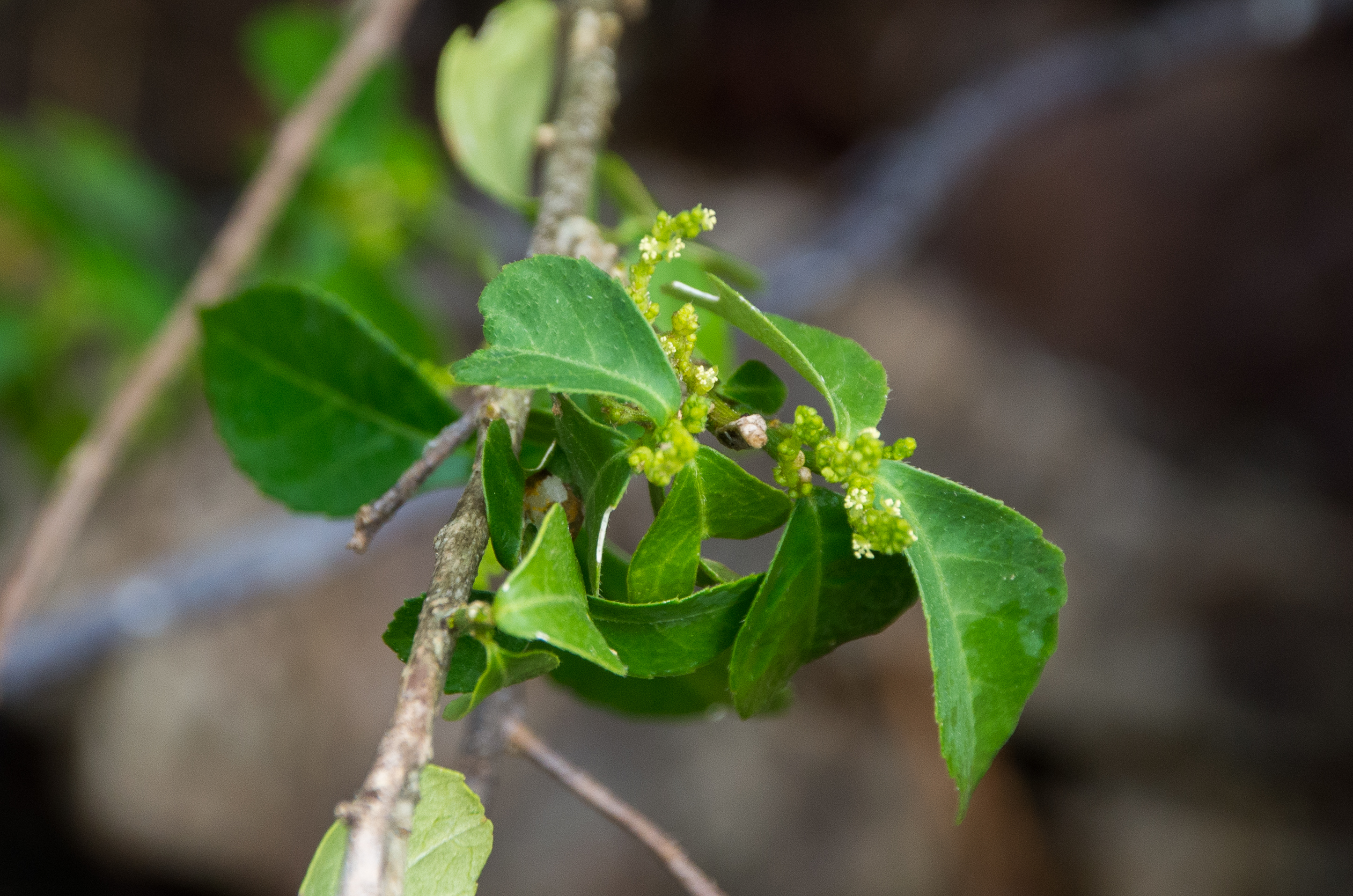 Bernardia corensis — Bernardia corensis