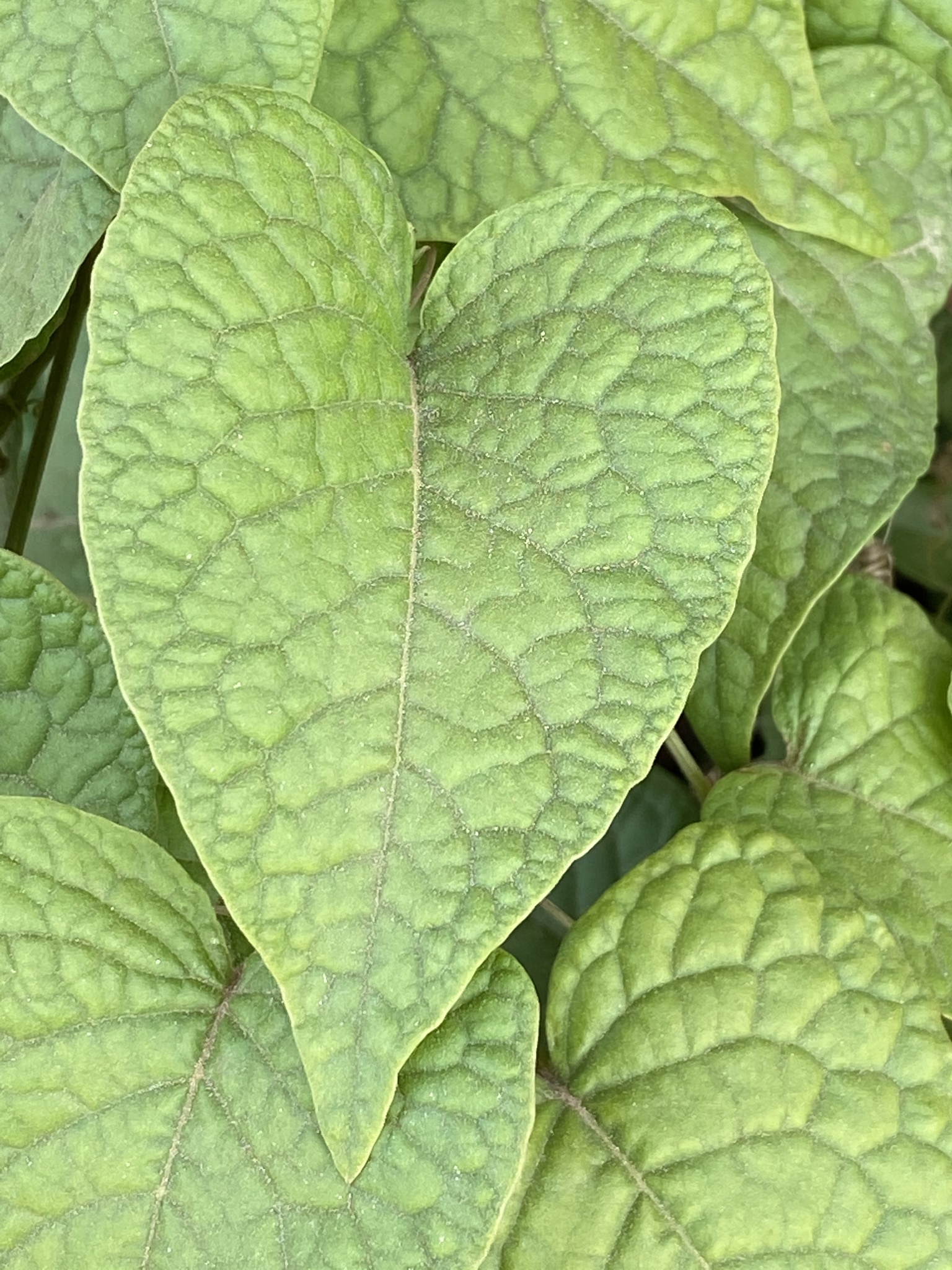 Beyisima — Antigonon leptopus