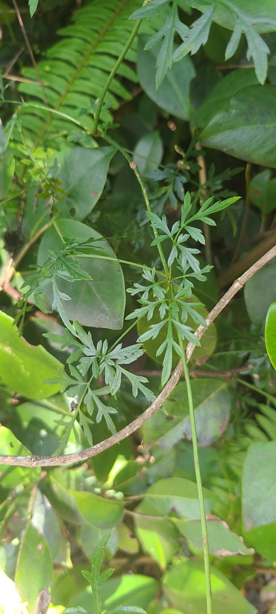 Pitiseli shimaron — Bidens cynapiifolia