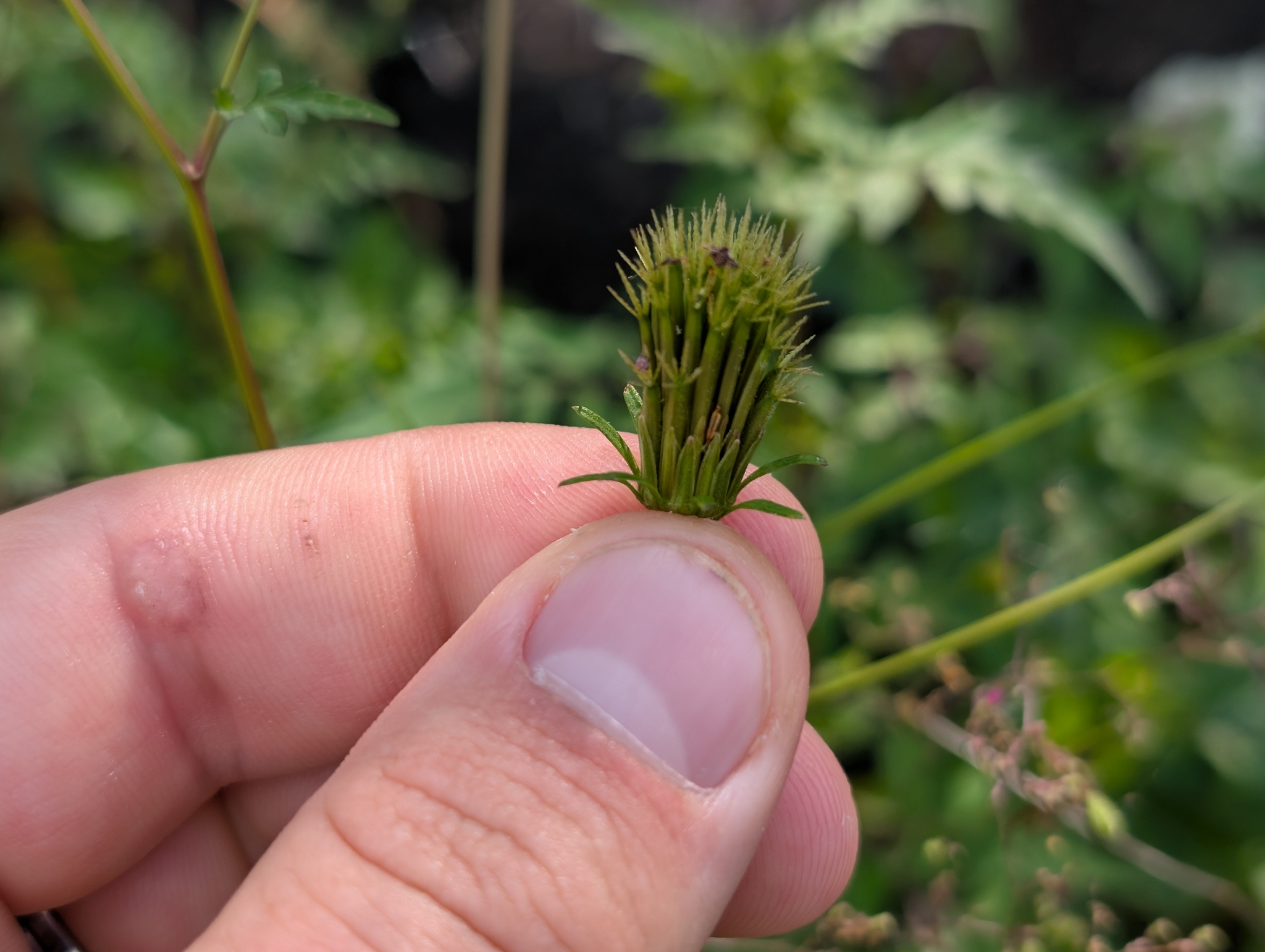 Close-up van de smalle vruchtjes met hun stekelige top.
