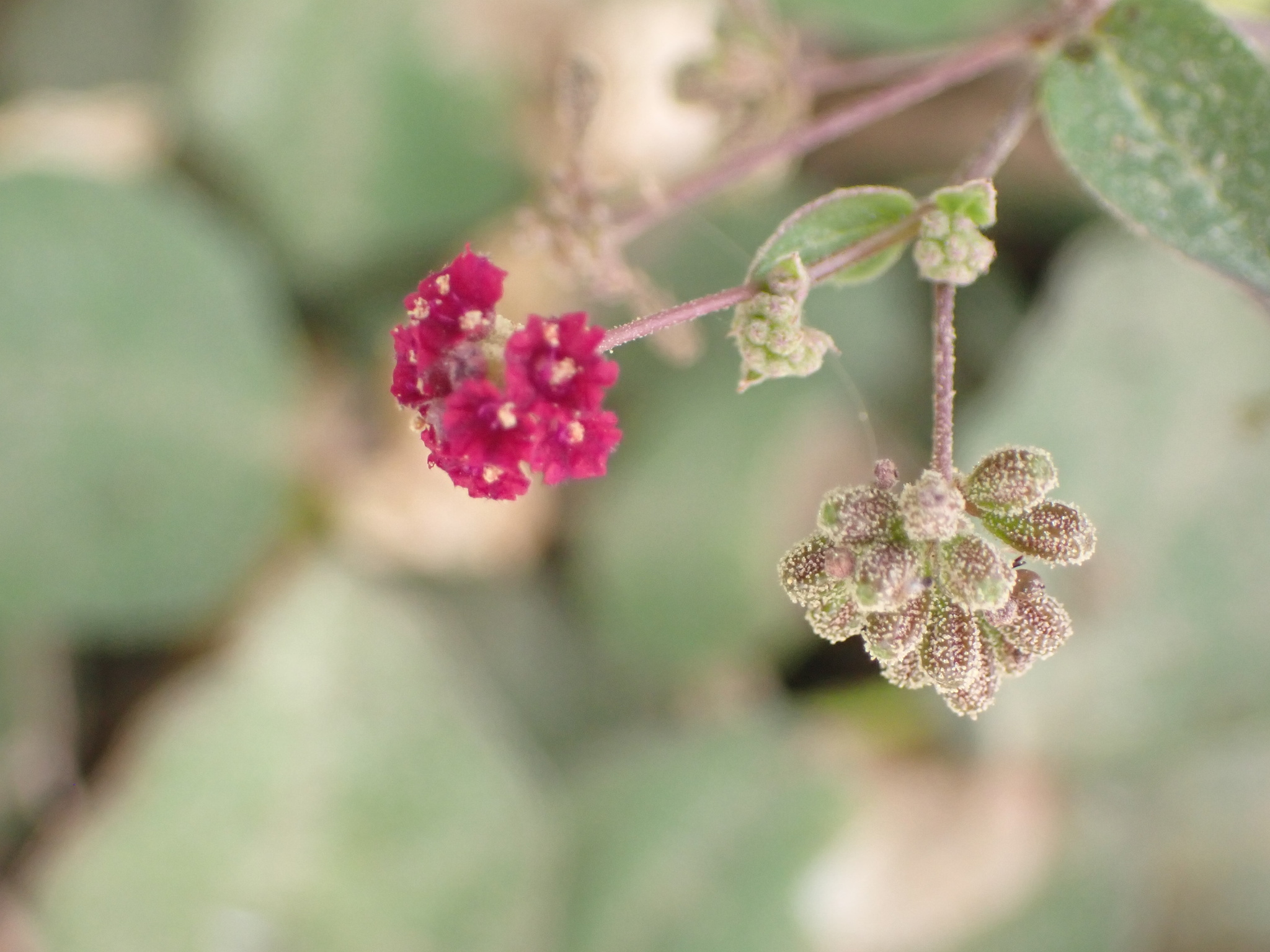 Close-up van bloemen en geribde, kleverige vruchtomhulsels.