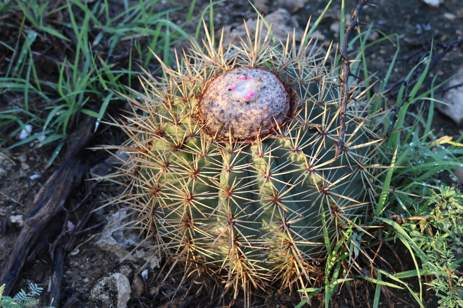 Bolcactus — Melocactus macracanthos