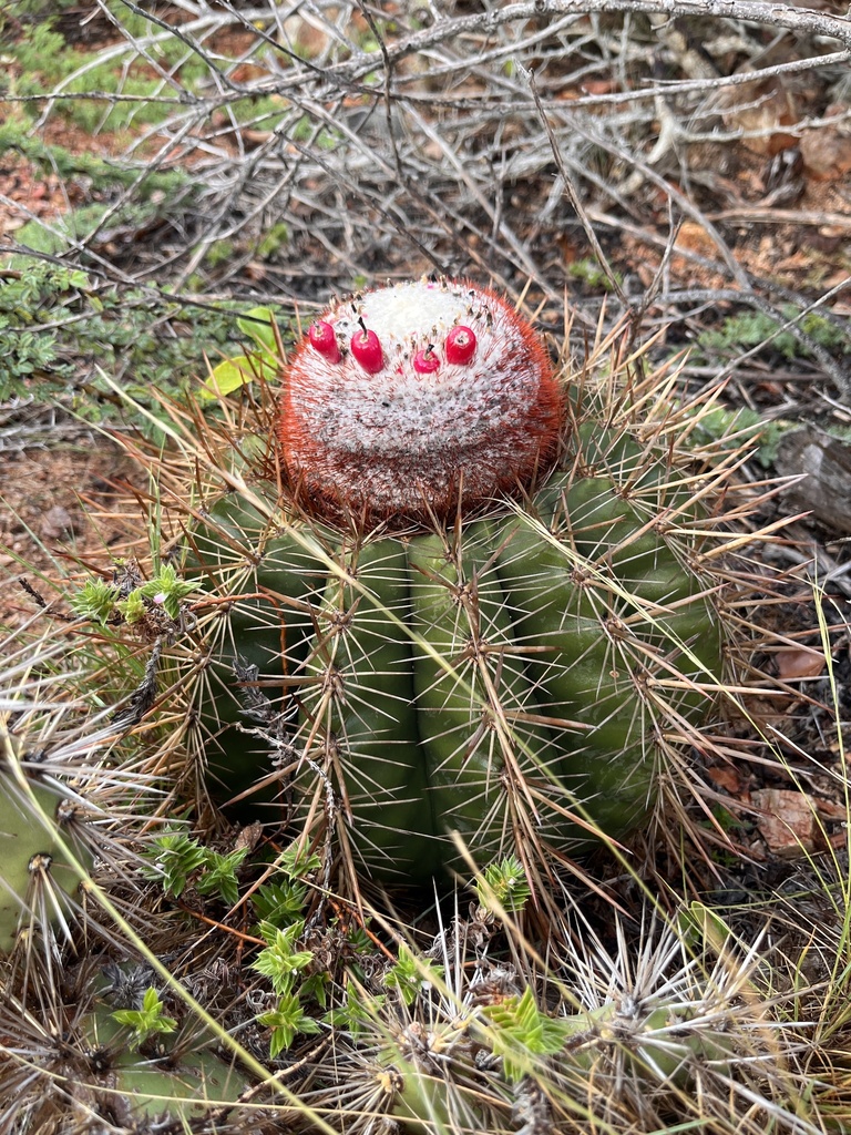 Roze vruchtjes steken boven het wollige hoedje van de bolcactus uit.
