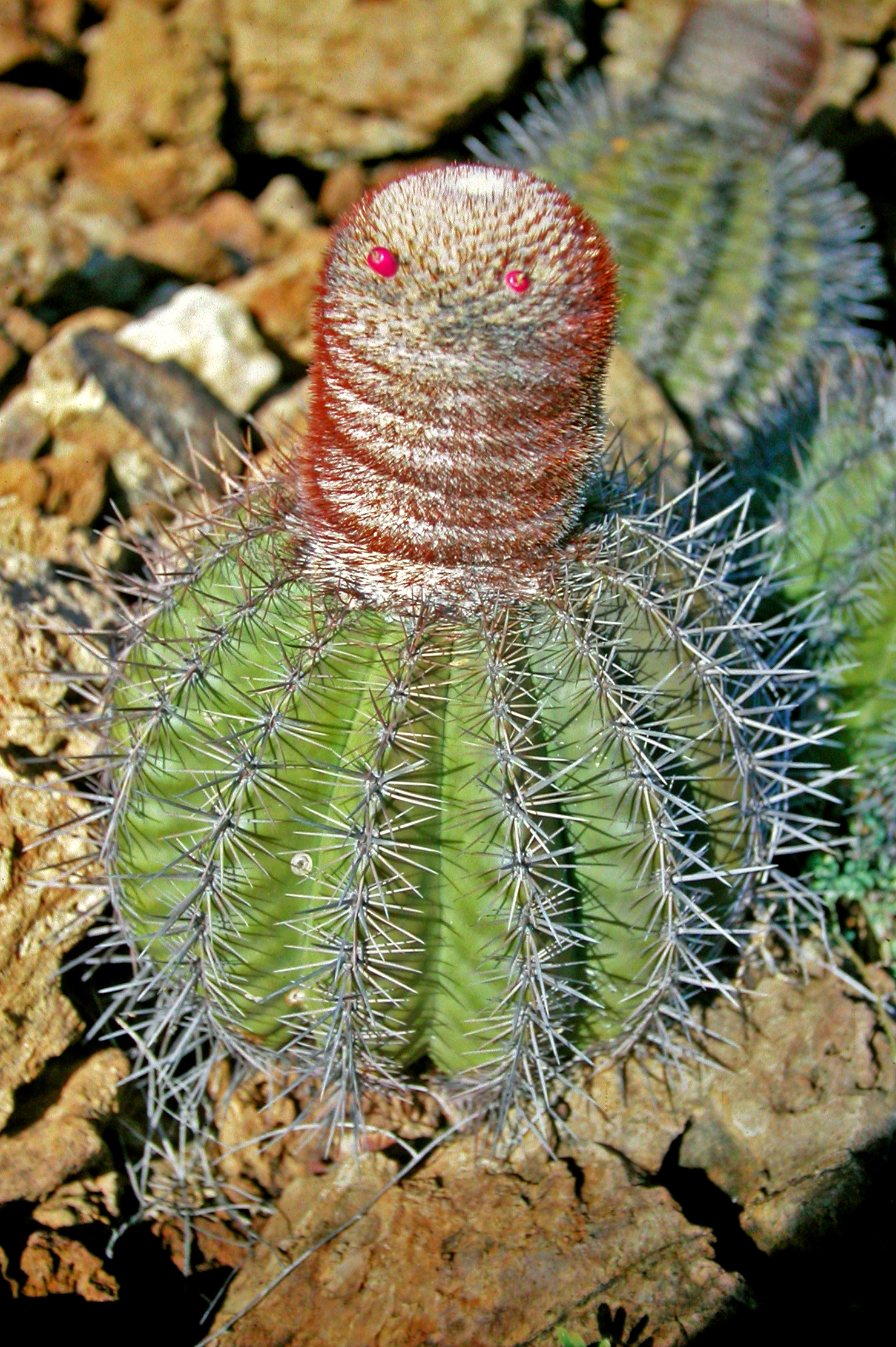 Een bolcactus met een hoog, roodbruin en wit behaard cephalium waar twee roze vruchtjes uitsteken; foto uit de collectie Arthur Meiners.