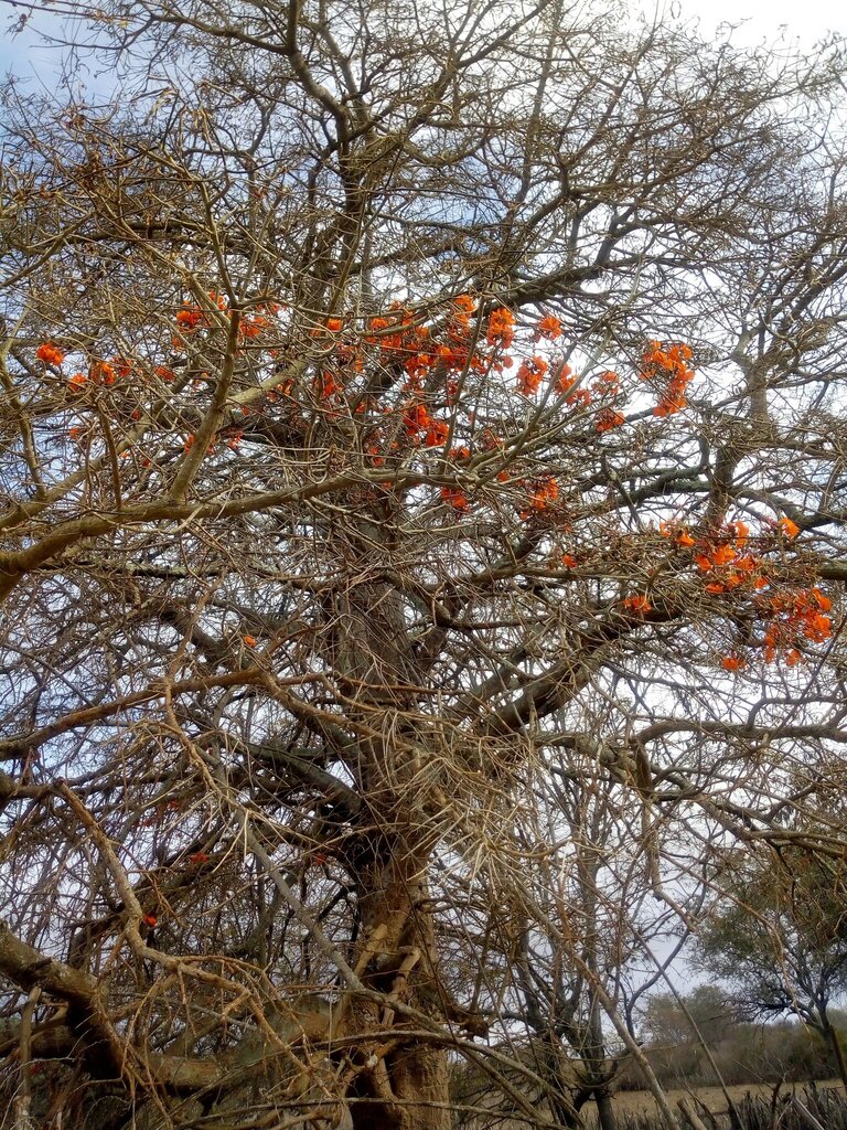 Bonchi di kabai — Erythrina velutina