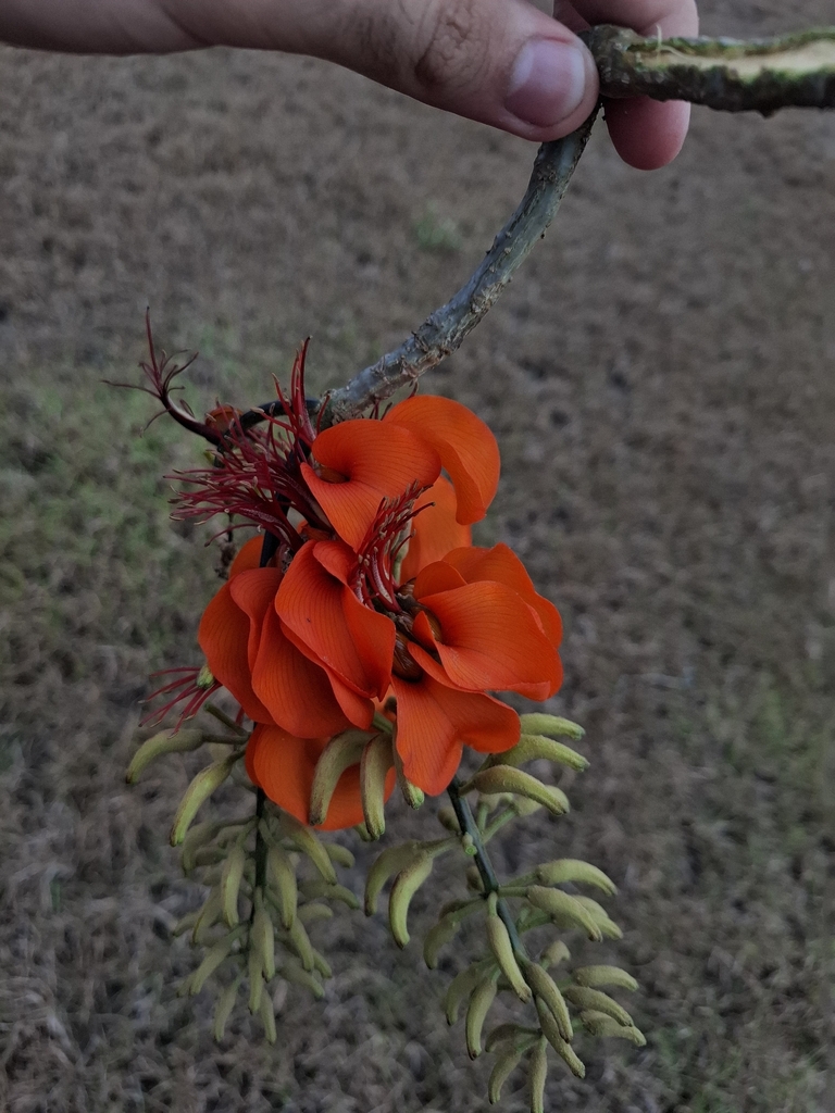 Oranje bloemen van Erythrina velutina.
