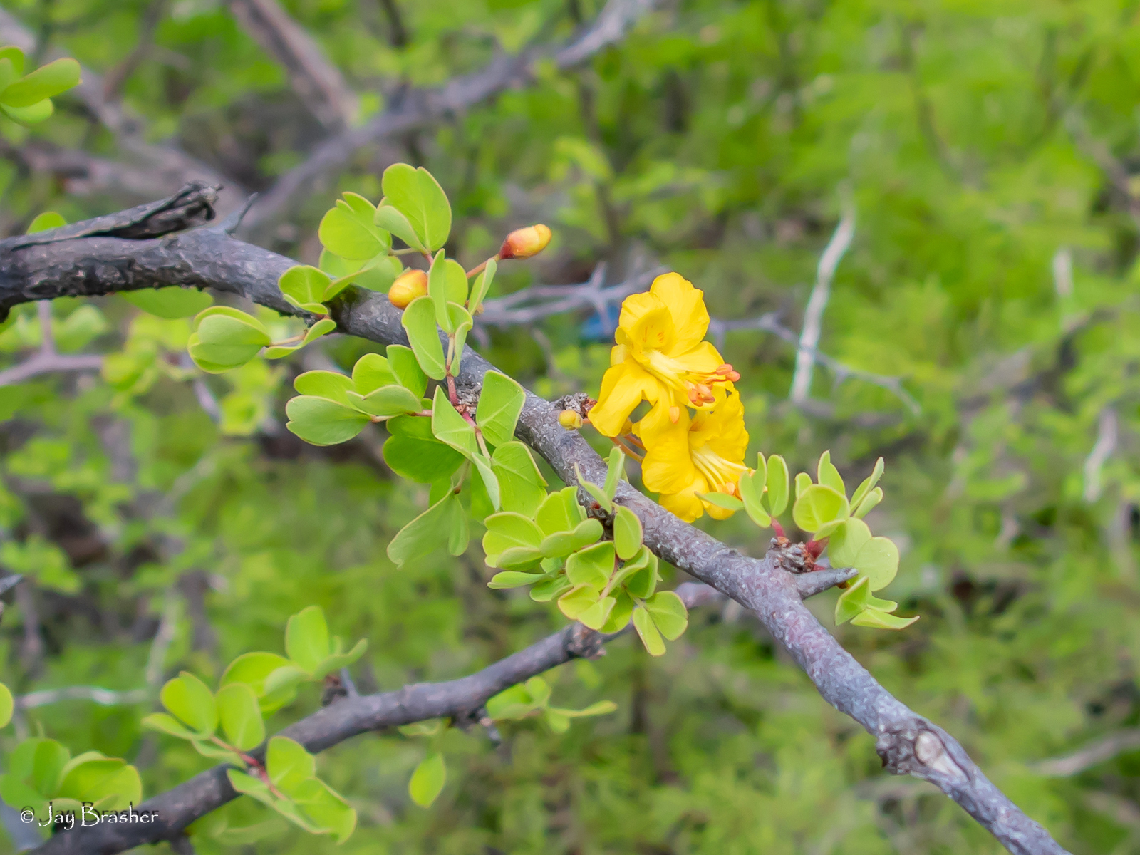 Gele bloemen van Brasia op een doornige tak met kleine ronde deelblaadjes, Bonaire.