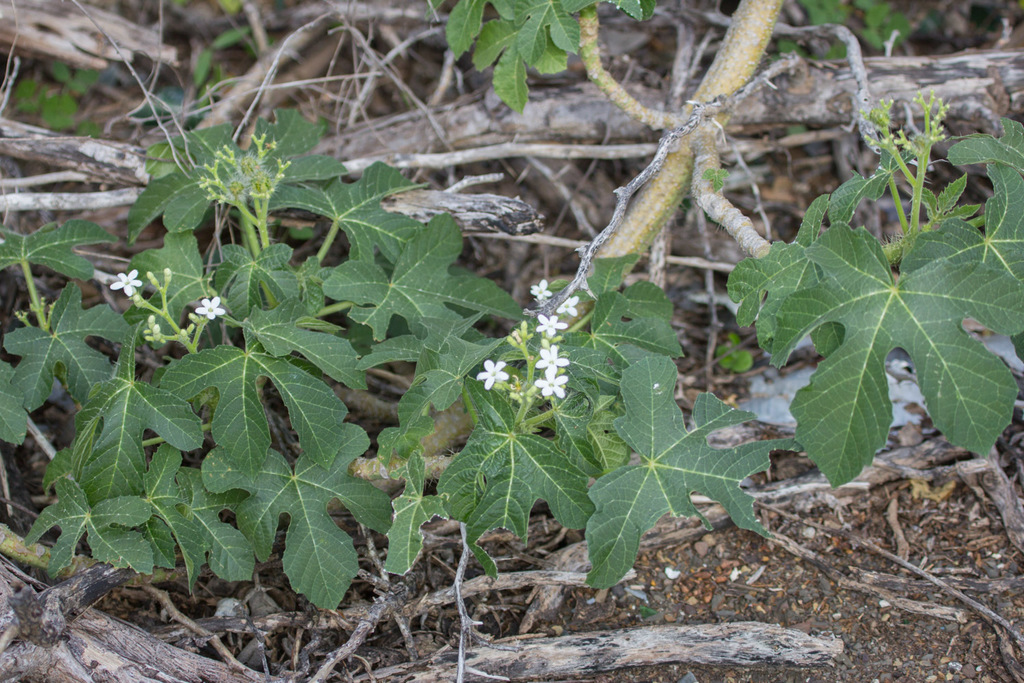 Bringamosa — Cnidoscolus urens
