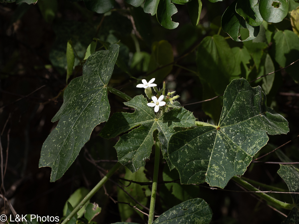 Kleine witte bloemen aan een behaarde stengel.